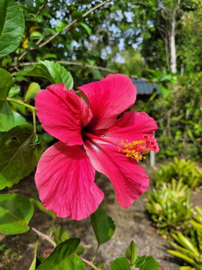 Сasa de vacaciones Osos Caribenos - With Garden - 400m From The